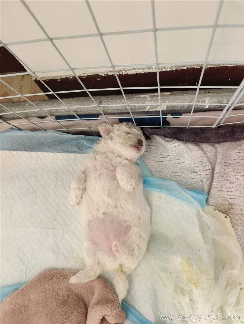 比熊犬领养