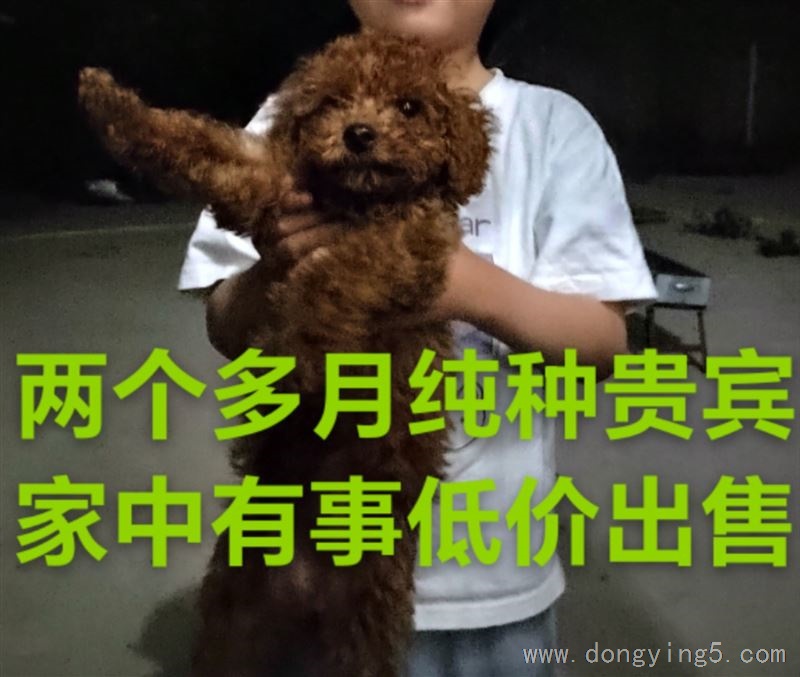 两个多月纯种贵宾