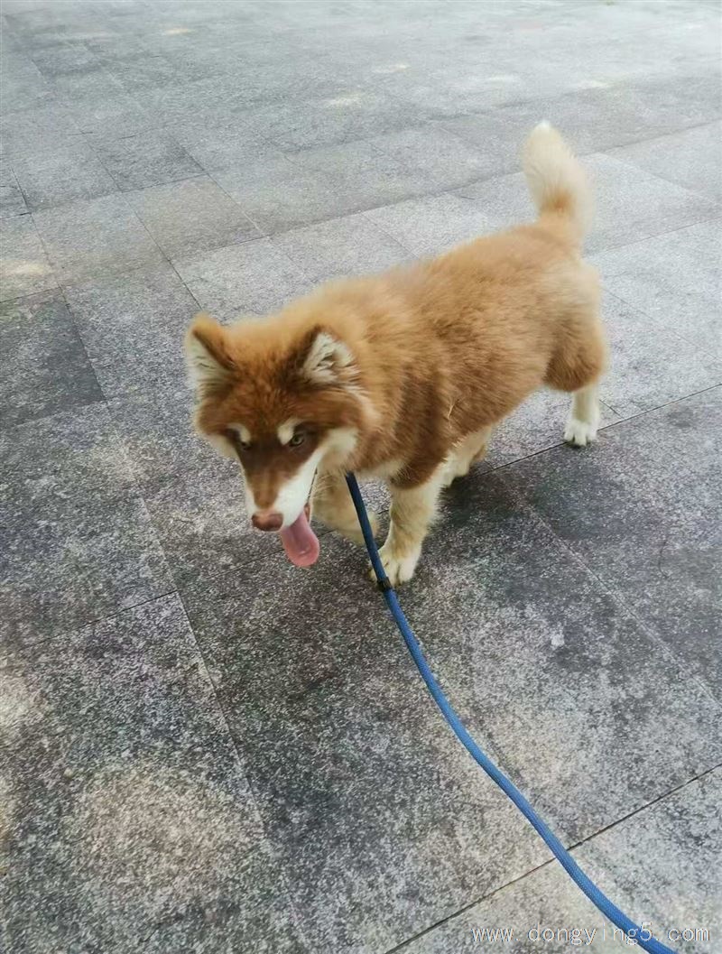 阿拉斯加出售