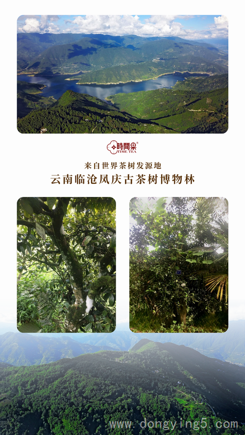时间果百年古树红茶