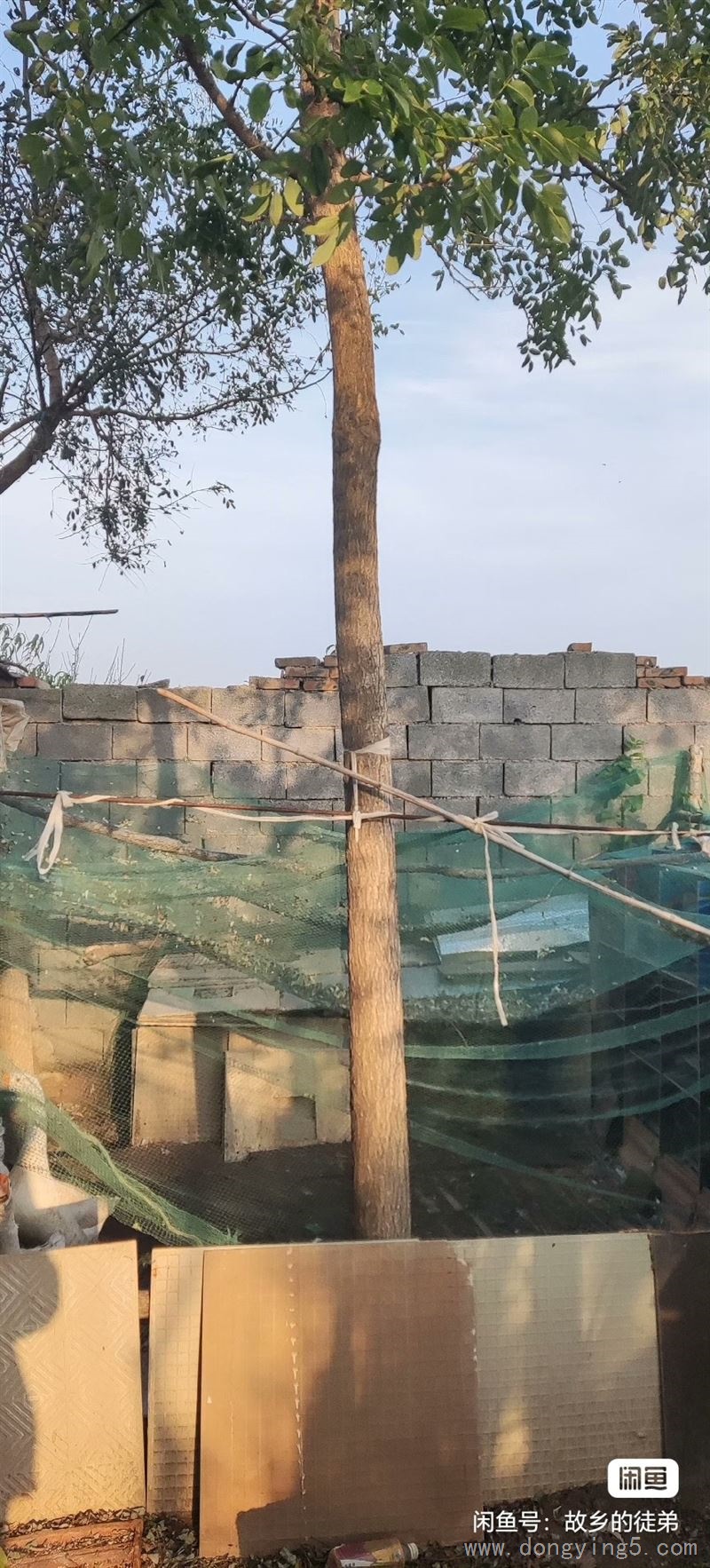 自家庭院周围种植国槐